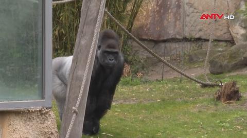 Khỉ đột cao tuổi nhất thế giới mừng sinh nhật thứ 69