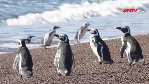 Hành trình 12 lần vòng quanh Trái đất của chim cánh cụt Magellanic