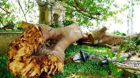 Hàng chục người thoát nạn khi nhánh đa cổ thụ gãy đổ