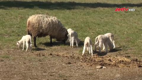 Cừu ở Vermont sinh 6 con non hiếm gặp