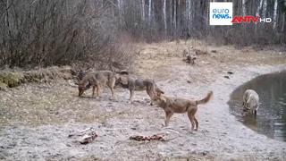 Động vật hoang dã trở lại sau thảm họa hạt nhân Chernobyl ở Ukraine