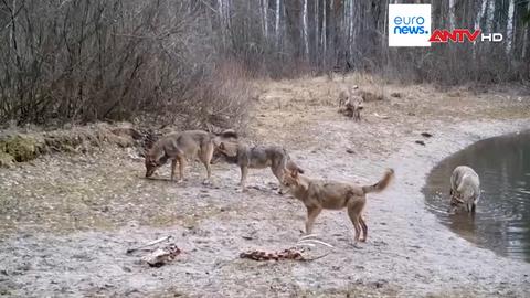 Động vật hoang dã trở lại sau thảm họa hạt nhân Chernobyl ở Ukraine