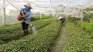 Quảng Ngãi: Hợp tác xã nông nghiệp “ngóng” kinh phí hỗ trợ