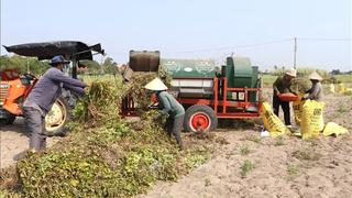 Thiếu liên kết sản xuất, tiêu thụ nông sản bền vững
