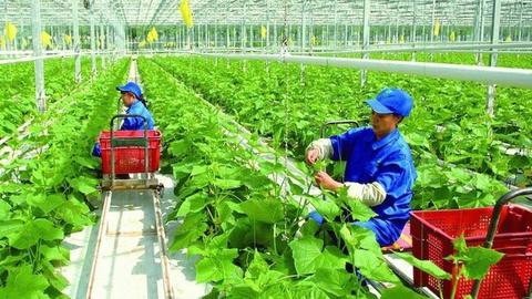 TPHCM đẩy mạnh phát triển nông nghiệp tuần hoàn