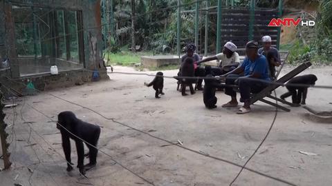 CHDC Congo nỗ lực bảo tồn loài vượn Bonobo