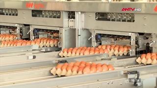Giá trứng gia cầm xuống thấp, hộ chăn nuôi gặp khó khăn