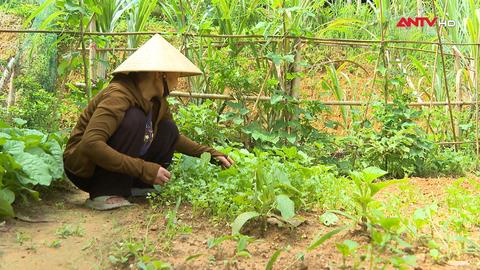 Gieo lại những mùa xanh