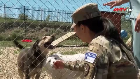 Chương trình chăm sóc sức khỏe động vật tại Kosovo