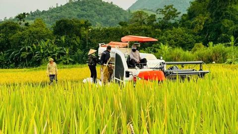 Kinh tế tiêu dùng ngày 11/6/2026