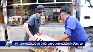 Triệt xóa nhóm trộm cắp mèo với số lượng đặc biệt lớn