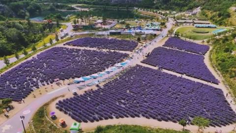 Rực rỡ lễ hội hoa oải hương tại Gangwon, Hàn Quốc 