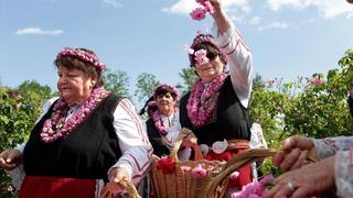 Thu hoạch "vàng lỏng" từ hoa hồng Bulgaria 