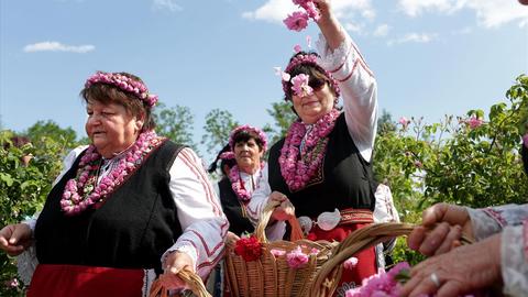 Thu hoạch "vàng lỏng" từ hoa hồng Bulgaria 