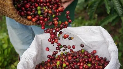 Giá cà phê tăng, hồ tiêu giảm