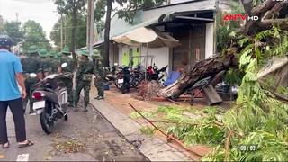 Mưa dông làm nhiều cây xanh gãy đổ ở Cao Lãnh