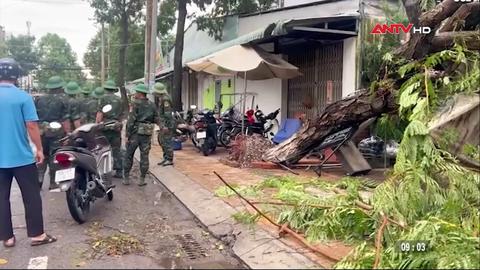 Mưa dông làm nhiều cây xanh gãy đổ ở Cao Lãnh