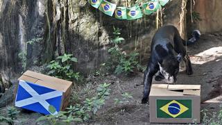 Báo đen dự báo kết quả trận Scotland - Brazil