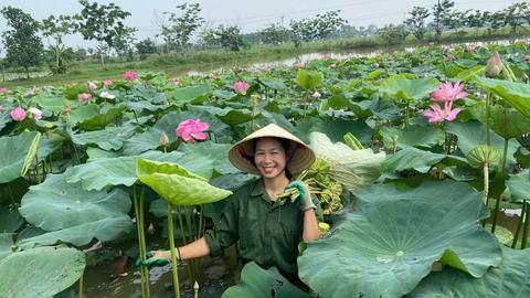 Phát triển kinh tế nông thôn từ cây sen