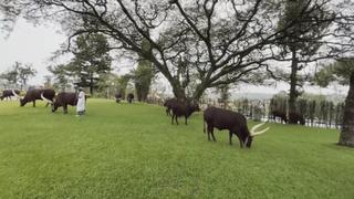 Đàn bò Hoàng gia – Biểu tượng di sản văn hóa Rwanda