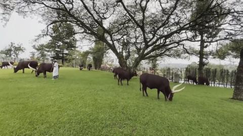 Đàn bò Hoàng gia – Biểu tượng di sản văn hóa Rwanda