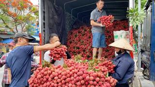 Bắc Ninh thu hơn 7.200 tỷ đồng từ vải thiều