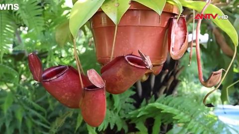 Ốc đảo nhiệt đới giữa lòng đô thị