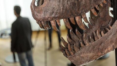Hóa thạch T-Rex lập kỷ lục đấu giá 50 triệu USD