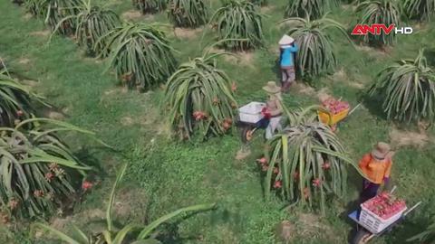 Đề xuất rút ngắn thời gian cấp mã số vùng trồng
