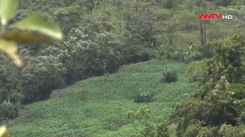 Peru giảm diện tích trồng coca, lo ngại tội phạm chuyển hướng