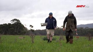 Nông dân Australia dùng bọ hung để xử lý chất thải 