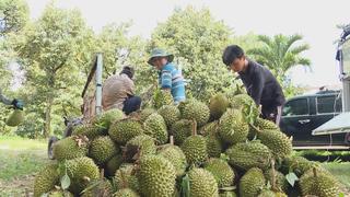 Nâng giá trị vùng trồng sầu riêng