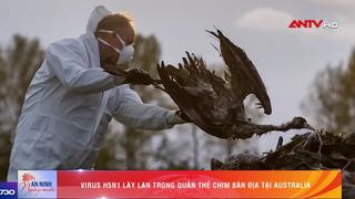 Virus H5N1 lây lan trong quần thể chim bản địa tại Australia