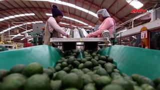 Mexico triển khai binh sĩ bảo vệ hoạt động xuất khẩu sang Mỹ
