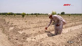  Nắng nóng kỷ lục đe dọa “thủ phủ ớt” của Pakistan