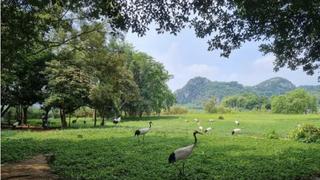 Thế giới chậm bước trong cuộc đua bảo vệ đa dạng sinh học