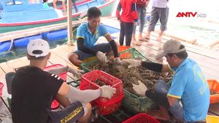 6 tháng đầu năm, xuất khẩu tôm hùm đạt gần 600 triệu USD 
