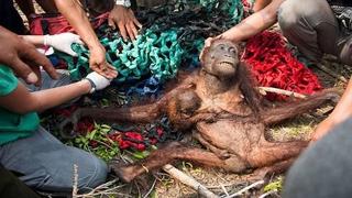 Cháy rừng đe dọa đười ươi Indonesia