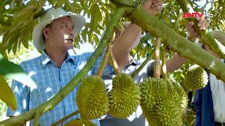 Xây dựng hệ sinh thái sầu riêng bền vững