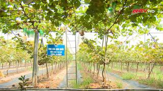 Đột phá thu nhập từ trồng nho ven đô