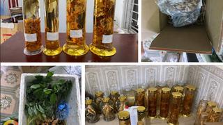 Khởi tố nữ đối tượng lừa bán sâm Lai Châu thành sâm Ngọc Linh