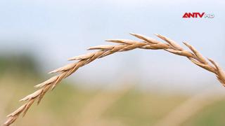 Ngũ cốc lâu năm giúp nông dân Kansas ứng phó thời tiết cực đoan