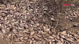 Cá chết hàng loạt do đập dâng Trà Khúc xả nước