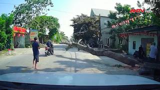 Công an triệu tập người cưa cây khiến một người bị đè tử vong