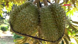 Khánh Hòa siết chặt quản lý nguồn gốc sầu riêng xuất khẩu
