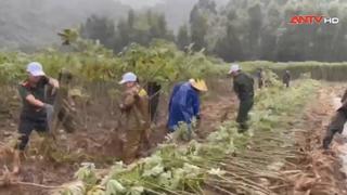 Công an xã giúp dân thu hoạch nông sản