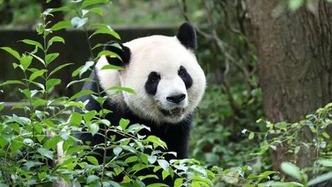 Trung Quốc gửi "đại sứ" gấu trúc tới Mỹ